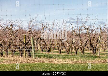 Vignes sépulantes dans un vignoble viticole à Water Mill, NY Banque D'Images