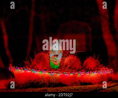 Image nocturne folle du Père Noël dans un bateau Toutes décorées pour Noël Banque D'Images