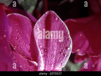 Feuilles de cyclamen avec gouttes de pluie Banque D'Images