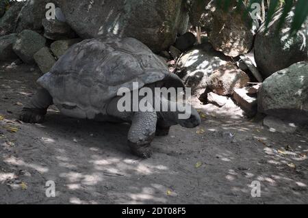 La tortue géante d'Aldabra, originaire des îles de l'atoll d'Aldabra, aux Seychelles, est l'une des plus grandes tortues du monde. Banque D'Images