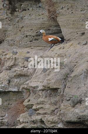 Ruddy Shelduck (Tadorna ferruginea) femelle sur une corniche à la falaise de reproduction du lac Sevan, Arménie Mai Banque D'Images