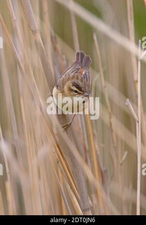 Paruline de perce (Acrocephalus schoenobaenus) adulte perchée sur des roseau morts de Géorgie Mai Banque D'Images