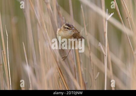 Paruline de perce (Acrocephalus schoenobaenus) adulte perchée sur des roseau morts de Géorgie Mai Banque D'Images