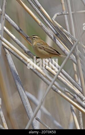 Paruline de perce (Acrocephalus schoenobaenus) adulte perchée sur des roseau morts Arménie Mai Banque D'Images