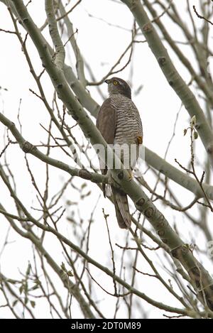 Sparrowhawk eurasien (Accipiter nisus) Femme immature perchée dans un arbre qui surplombe la Géorgie Mai Banque D'Images