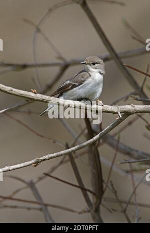 Flycatcher à demi-collier (Ficedula semitorquata) femelle perchée sur la branche arménienne Mai Banque D'Images