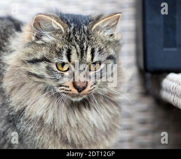 Chat domestique à poil long Banque D'Images