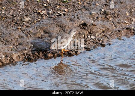 Redshank, Tringa totanus, à Titchwell, sur la côte nord de Norfolk. Banque D'Images