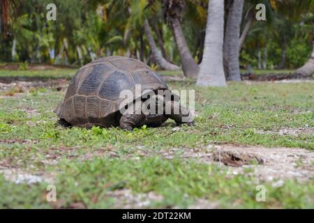 Une tortue géante Aldabra (Aldabchelys gigantea) sur l'atoll d'Astove, Seychelles Banque D'Images