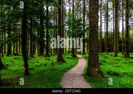 Le chemin caché dans la forêt verte irlandaise Banque D'Images