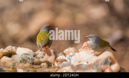 Couple de Pytilia ailées de verdure debout au trou d'eau dans le parc national Kruger, Afrique du Sud ; famille de espèce Pytilia melba d'Estrildidae Banque D'Images