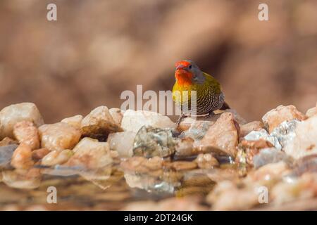 Pytilia à ailes vertes mâle debout au bord du trou d'eau vue dans le parc national Kruger, Afrique du Sud ; famille de espèce Pytilia melba d'Estrildidae Banque D'Images