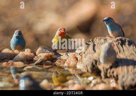 Pytilia à ailes vertes et Cordonbleu bleu debout au trou d'eau du parc national Kruger, Afrique du Sud ; espèce Pytilia melba et Uraeginthus A. Banque D'Images