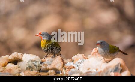 Couple de Pytilia ailées de verdure debout au trou d'eau dans le parc national Kruger, Afrique du Sud ; famille de espèce Pytilia melba d'Estrildidae Banque D'Images