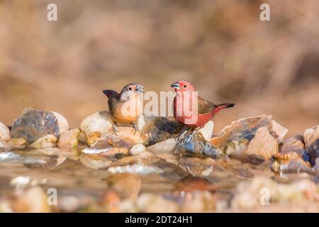 Couple Jameson Firefinch debout au trou d'eau dans le parc national Kruger, Afrique du Sud ; famille des espèces Lagonosticta rhodopareia d'Estrildidae Banque D'Images