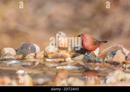 Couple Jameson Firefinch debout au trou d'eau dans le parc national Kruger, Afrique du Sud ; famille des espèces Lagonosticta rhodopareia d'Estrildidae Banque D'Images