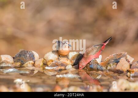 Couple Jameson Firefinch debout au trou d'eau dans le parc national Kruger, Afrique du Sud ; famille des espèces Lagonosticta rhodopareia d'Estrildidae Banque D'Images