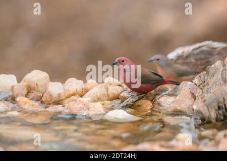 Couple de Jameson Firefinch debout au trou d'eau dans le parc national Kruger, Afrique du Sud ; famille de espèces Lagonosticta rhodopareia d'Estrildidae Banque D'Images