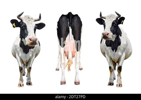 Trois vaches isolées sur blanc. Le fond et la queue d'une vache debout. Vache debout devant un fond blanc. Animaux de ferme concept Banque D'Images