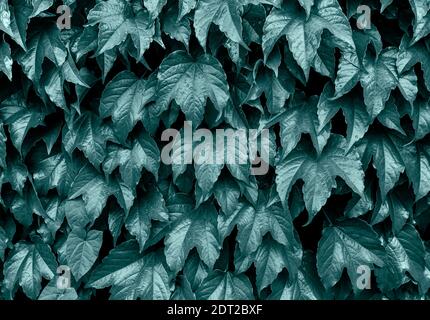 Fond vert vif et naturel. Ivy feuilles sur le mur. Arrière-plan naturel. Maquette. Bannière colorée en 2021 couleurs tendance Banque D'Images