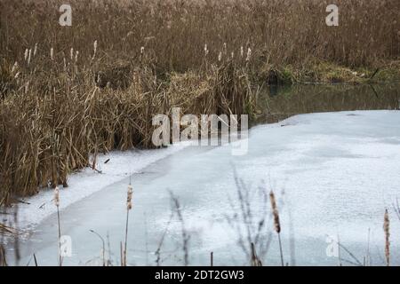 Une petite rivière dans le parc, couverte de glace. Végétation sèche et roseaux le long des rives. Banque D'Images