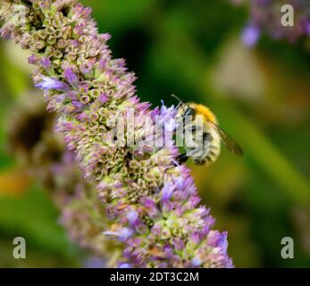 Abeille à la recherche de nourriture Banque D'Images