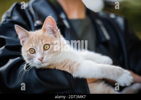 Un petit chaton au gingembre a été ramassé et il regarde autour avec intérêt. Banque D'Images