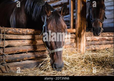 Portrait de deux chevaux de châtaignier mangeant du foin dans une écurie en bois. Banque D'Images