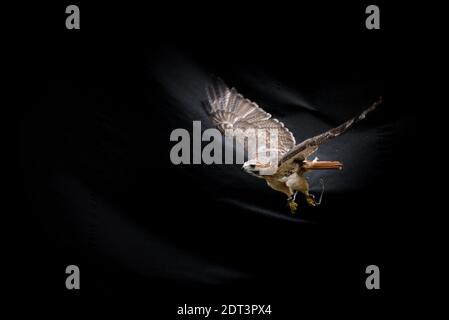 Un oiseau de faucon ferrugineux en vol dépassant les grandes ailes arrière-plan sombre Banque D'Images