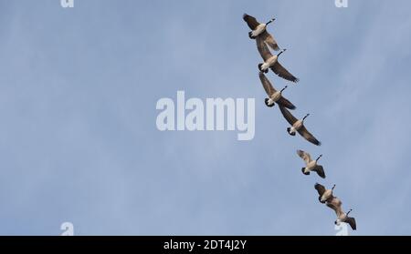 Les bernaches du Canada en migration volent en formation dans un ciel bleu clair. Banque D'Images