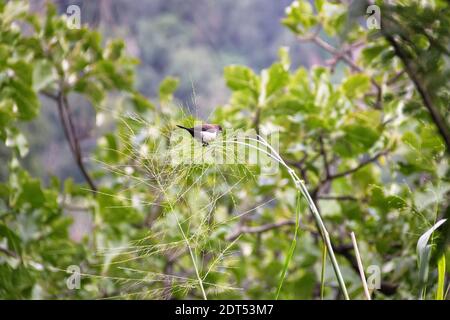 Le Muria à rumpes blanches (Lonchura striata striata) se nourrit de céréales sauvages (ambercane) dans les conditions naturelles du plateau de montagne. Plateau central, Sri Lanka Banque D'Images