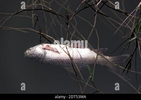 Carpe chinoise morte (amur blanc, Ctenopharyngodon idella) dans l'étang. La pisciculture et la mort par manque d'oxygène et de pollution de l'eau en Asie du Sud-est Banque D'Images