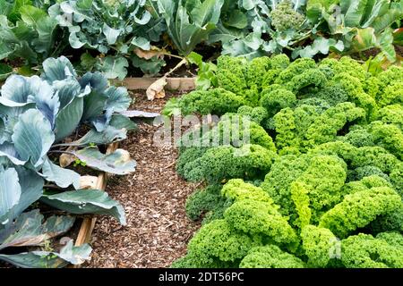 Jardin de kale poussant dans le potager de lit surélevé. Fin de l'été, lits élevés légumes Brassica oleracea acephala kale horticulture, Jardinage Banque D'Images