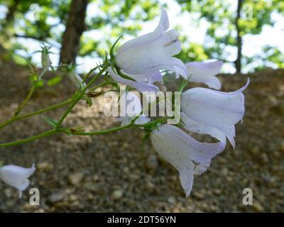 Fleur de bois rampante (Campanula rapunculoides) dans les montagnes de la zone forestière. Fleurs sauvages du Caucase Banque D'Images