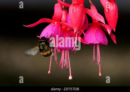 Hardy fuchsia fleur Bumblebee Bombus terrestris, le Bumblebee à queue de chamois ou grand bumblebee de terre Banque D'Images