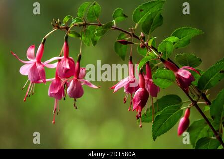 Fleur de fuchsia de Hardy Banque D'Images