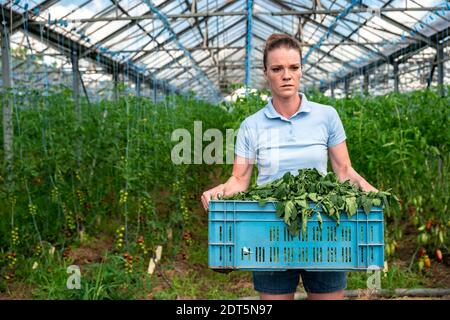 les mauvaises herbes dans les légumes en serre, la culture de tomates Banque D'Images