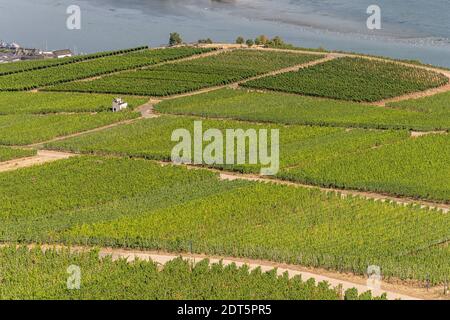 Magnifiques vignobles à flanc de colline le long du Rhin près de ruedesheim et Le monument niederwald en Allemagne Banque D'Images