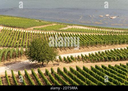 Magnifiques vignobles à flanc de colline le long du Rhin près de ruedesheim et Le monument niederwald en Allemagne Banque D'Images