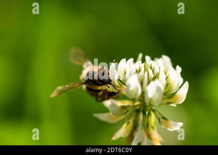 abeille collectant le pollen d'une fleur de trèfle dans le jardin en été, francfort, allemagne Banque D'Images