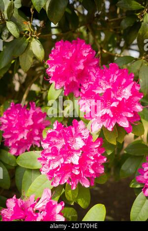 Rose Rhododendron Lady Easthope floraison dans le Wiltshire Angleterre Royaume-Uni Ressort Banque D'Images