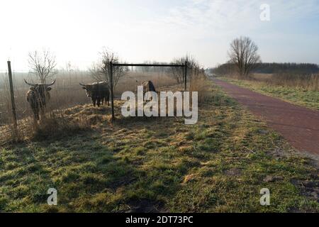 Chatouchez le taureau et la vache derrière une clôture dans le Néerlandais Oostvaardersplassen près d'Almere, pays-Bas Banque D'Images