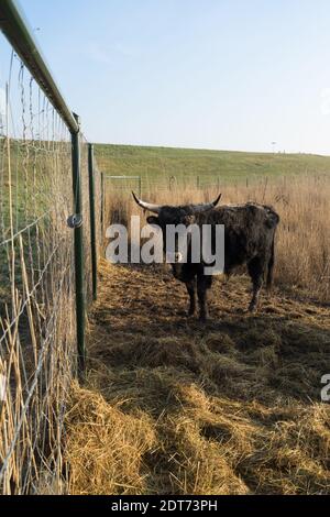 Chatouchez le taureau et la vache derrière une clôture dans le Néerlandais Oostvaardersplassen près d'Almere, pays-Bas Banque D'Images