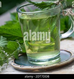 Ortie de stining (Urtica dioica), thé d'ortie de stining fait soi-même, Allemagne Banque D'Images