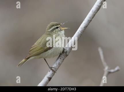 Paruline à saule de Tytler (Phylloscopus tytleri), chantant un mâle sur une branche, vue latérale, Inde, Cachemire, Gulmarg Banque D'Images