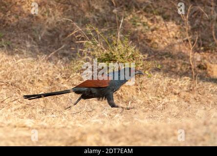 Corbeau-faisan, Grand Coucal (Centropus sinensis), courant sur terre, Inde, Madhya Pradesh, Bandhavgarh Parc national Banque D'Images