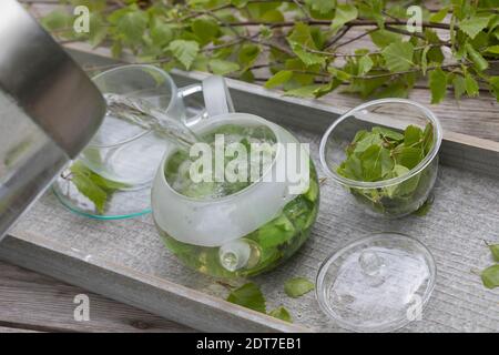 Bouleau à papier, bouleau argenté, bouleau blanc européen, bouleau blanc (Betula pendula, Betula alba), thé de feuilles de bouleau, Allemagne Banque D'Images