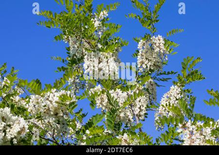 Le robinier, criquet commun, le robinier (Robinia pseudo-acacia, Robinia pseudoacacia, Robinia pseudacacia), blooming, Allemagne Banque D'Images
