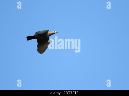 Pigeon impérial vert (Ducula aenea), vol, Indonésie, Sulawesi, îles Togiennes Banque D'Images