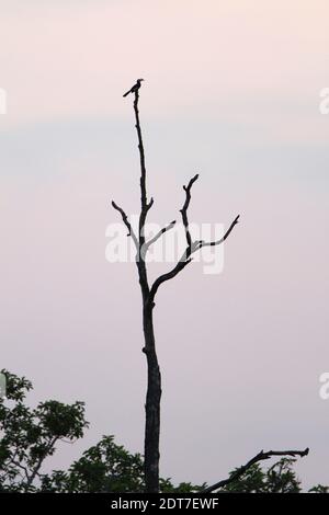 Hornbill à pied oriental, Hornbill à pied malaisien (Anthracoceros albirostris), perching sur le sommet d'un arbre mort dans la soirée, vue latérale, Cambodge, Banque D'Images